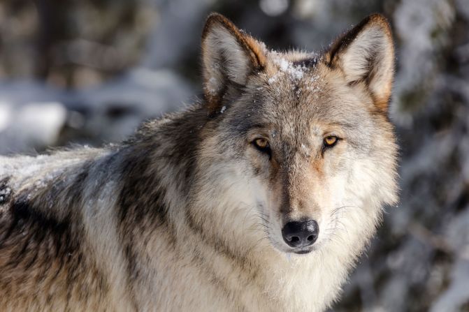 West Virginia’s Historic Wolf Populations and Modern Reintroduction Efforts